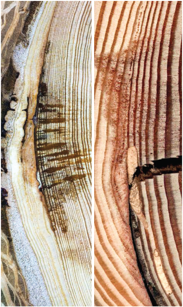 The annual rings of a tree can show scars caused by wildfires of years past.