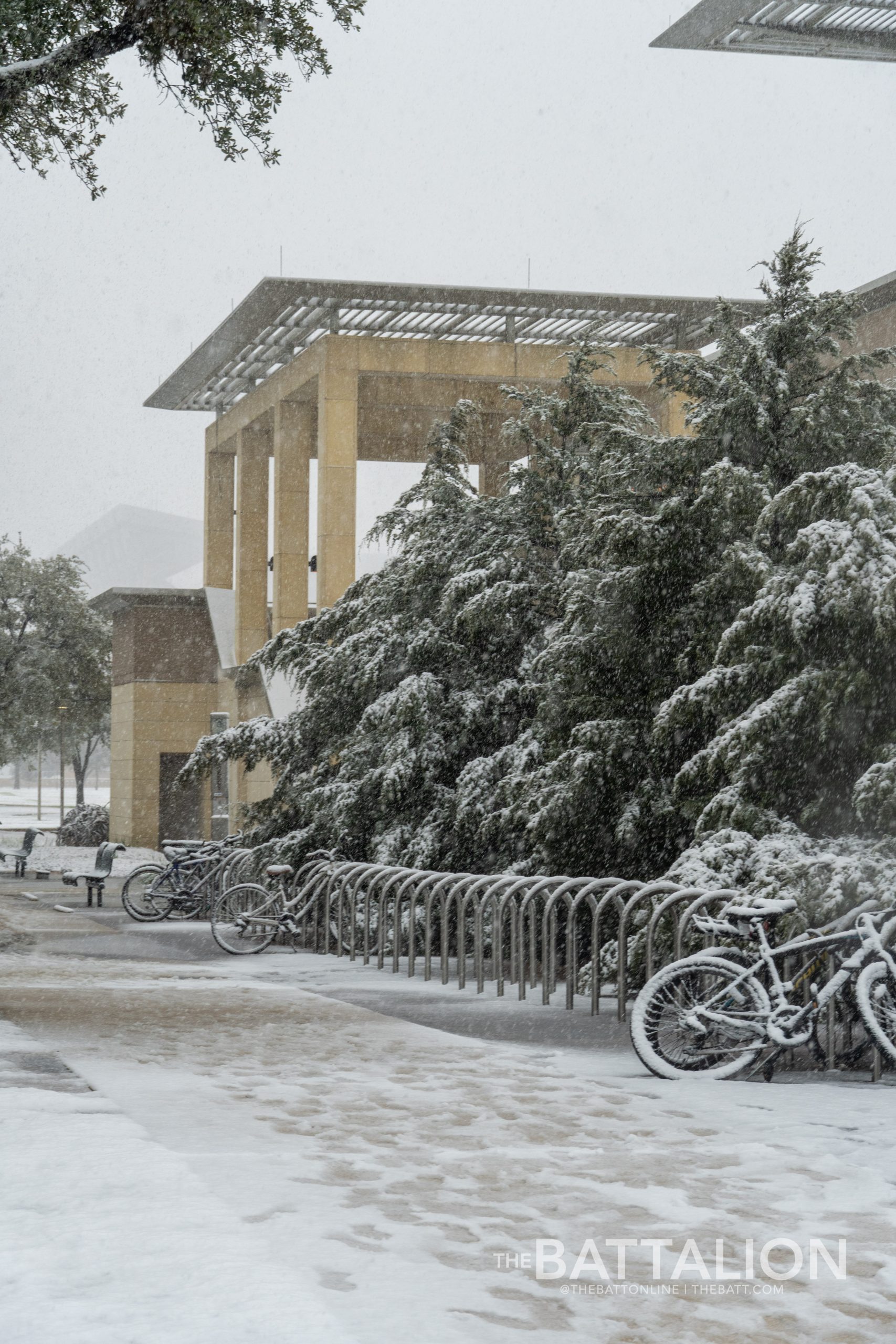 GALLERY: Snow in Aggieland