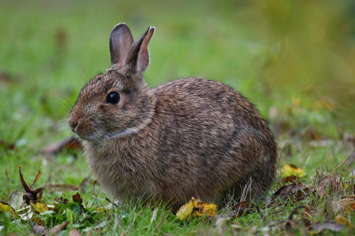 Researchers at Texas A&M recently conducted a series of genetic studies in which they discovered a connection between the DNA sequencing in wild and domesticated rabbits. 