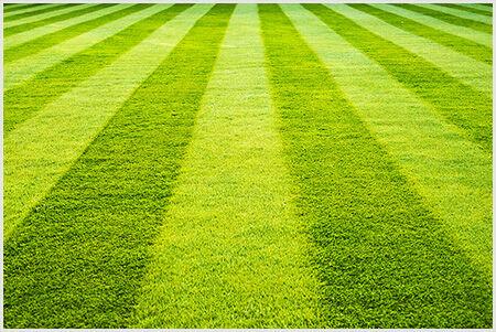 Opinion writer Zach Freeman shares the issues surrounding the standard American lawn and why it is time to make a change. 