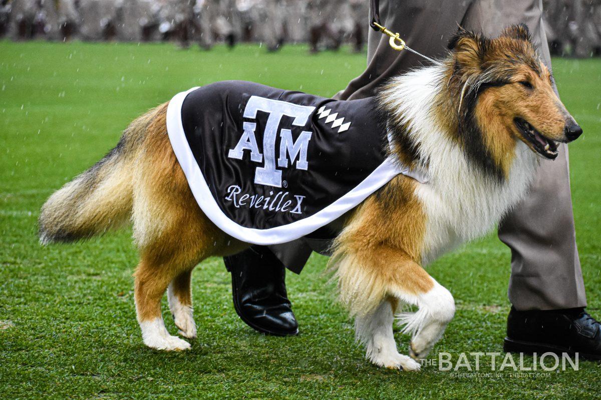 Reveille X made her debut as the new First Lady of Aggieland during the change of command at Final Review on April 30.&#160;