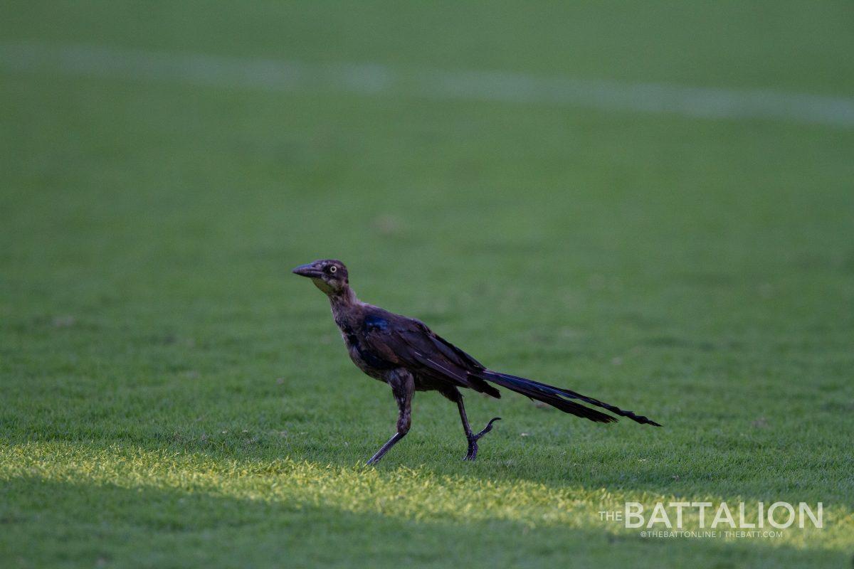 The bird moments before crossing in to the end zone during the Mississippi State game on Oct. 2.