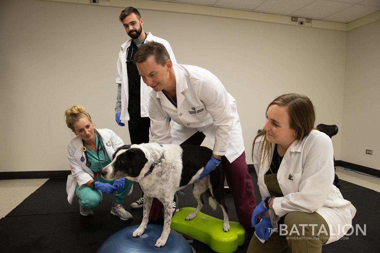 Best of Aggieland: Comprehensive care for companions