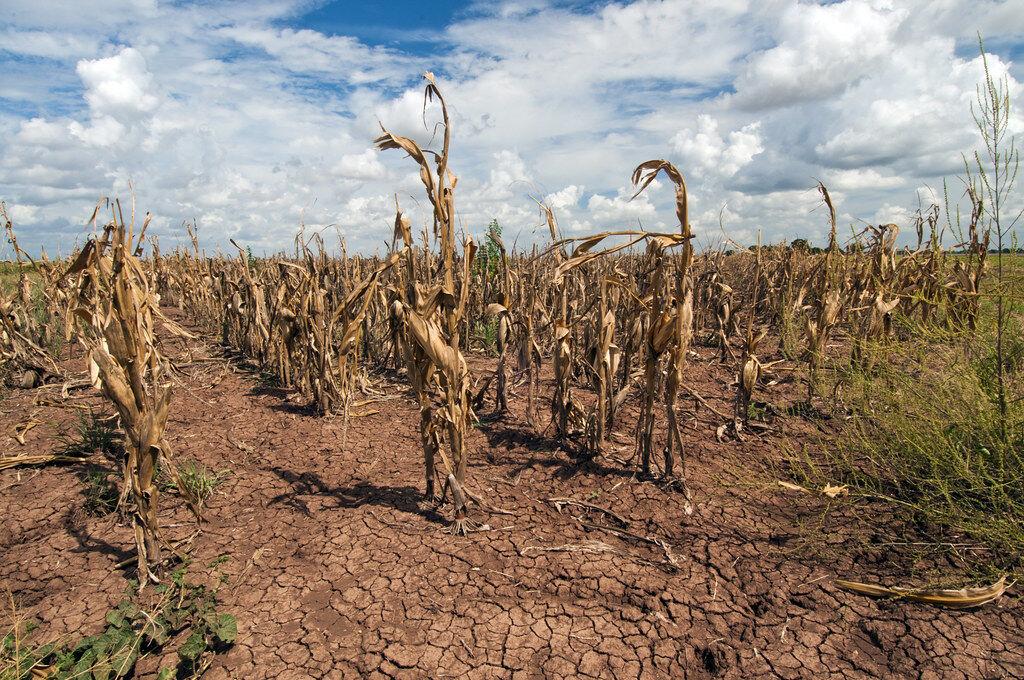 Texas drought shows the affect on corn production throughout the state