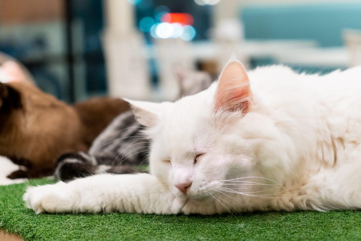 A white cat rests with patrons at the H&J Tea House on Thursday, Sep. 8, 2022.