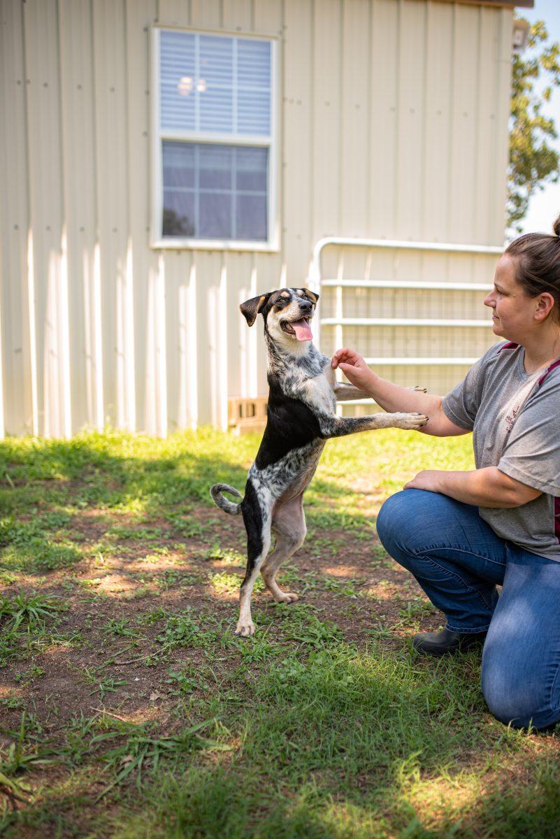Lilac, an adopted 7 month old cattle dog mix, jumps on Aggieland Humane Societys staffs hand.