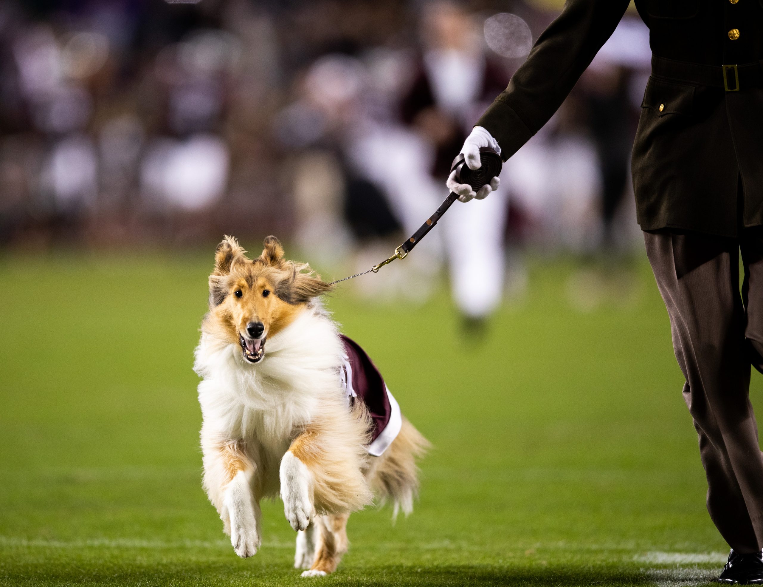 GALLERY: Football vs. LSU