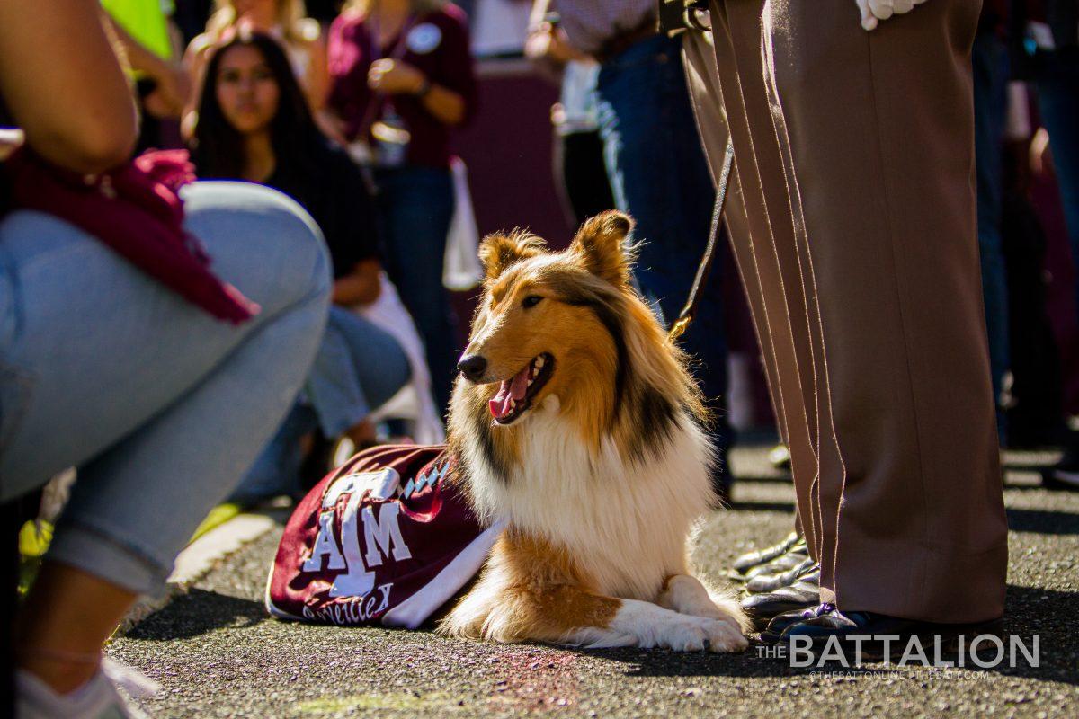 The queen of Aggieland sits waiting to be pet.