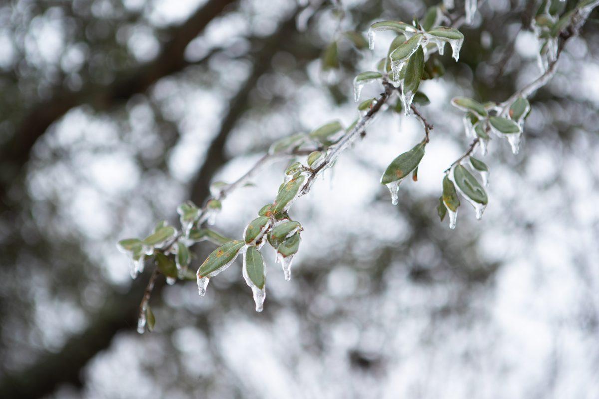 <p>Ice on an oak tree near St. Mary's Catholic Center on Wednesday, Feb. 1, 2023.</p>