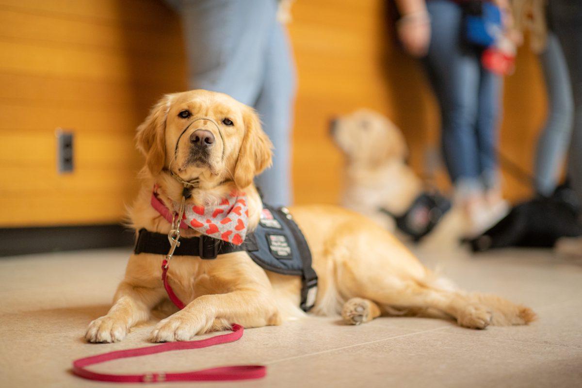 Rain, a two year old Goldador Patriot Paws puppy in training during their monthly member meetings on Wednesday, Feb. 15, 2023 in the Kleberg Animal & Food Sciences Center.