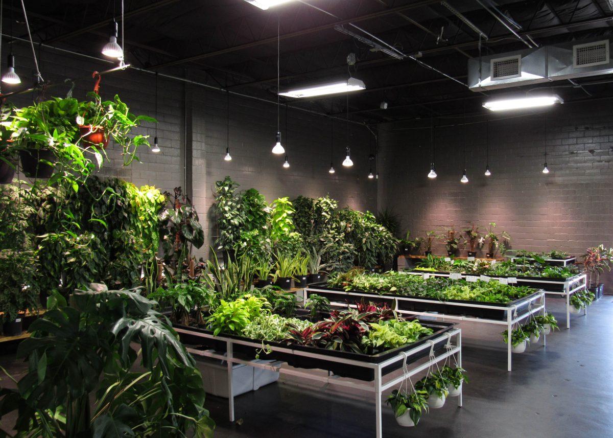 Texas Plant Connection, located in Bryan, Texas, features a variety of plants to choose from.