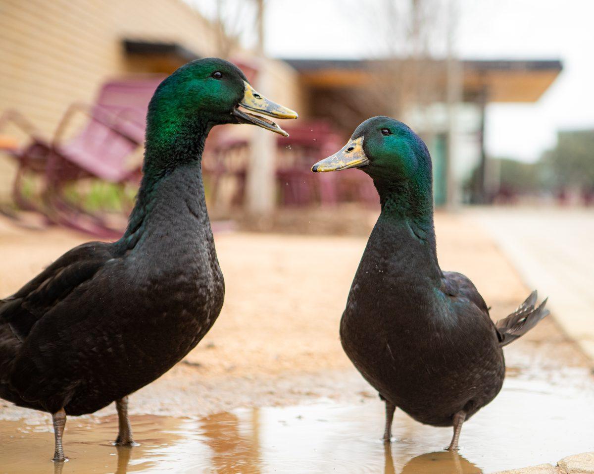 Aggie park ducks, Quan and Squilliam, on Feb. 7, 2023. 