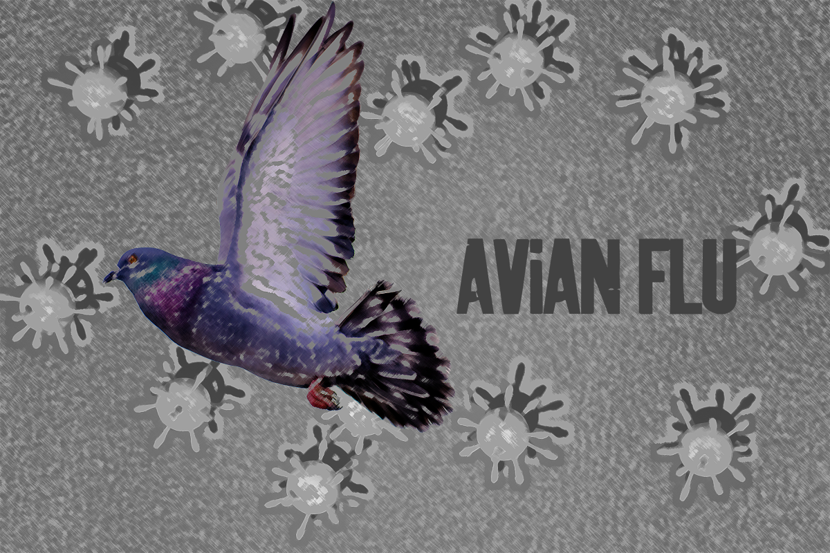 A graphic of a bird with the words Avian Flu.