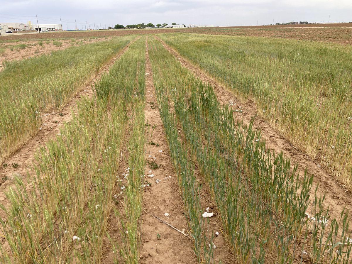 A dryland wheat variety trial with low yield due to drought at the Texas A&M AgriLife Research & Extension Center, Lubbock.