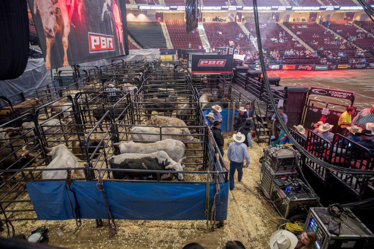 PBR bulls stand in their pens behind the arena during PBRs Velocity Tour on Friday, April 28, 2023.