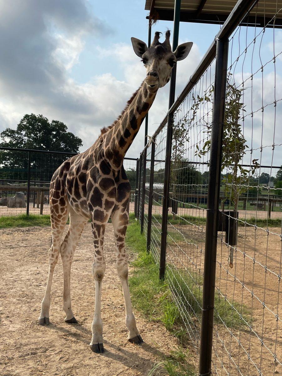 Aggieland Safari welcomes one-year-old female giraffe Mala for World Giraffe Day. 