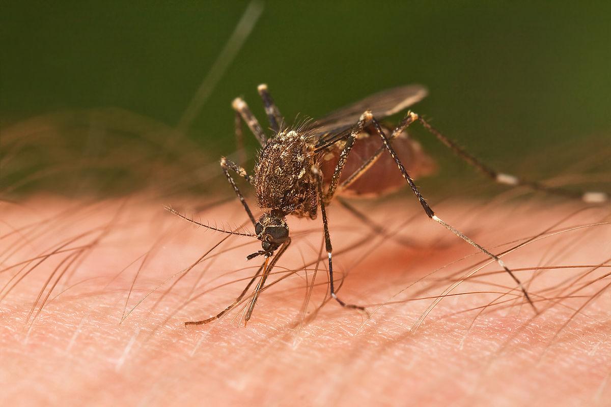 The Brazos County Health District has confirmed the presence of West Nile Virus in the area.