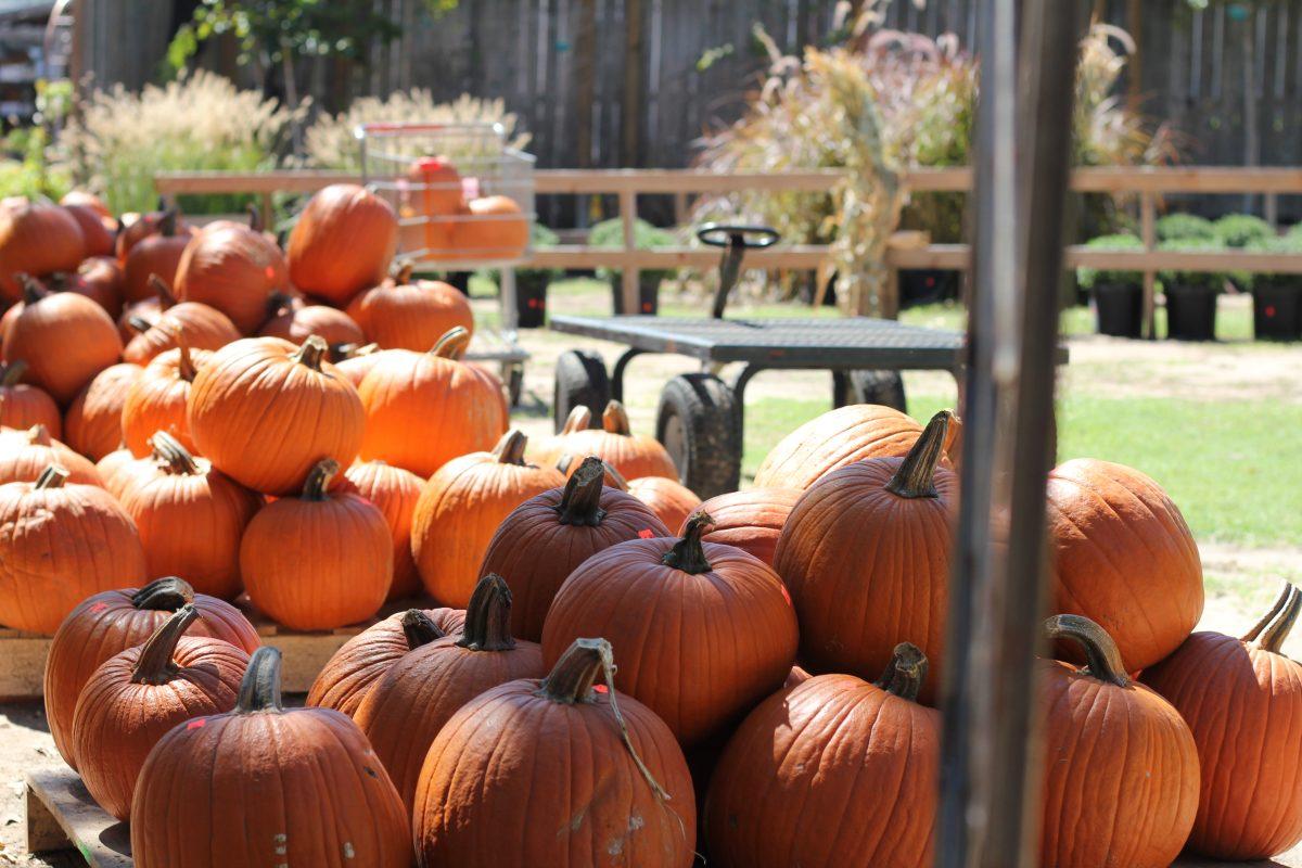 <p>Piles of pumpkins on display throughout The Farm Patch on Monday, Oct. 9, 2023. </p>