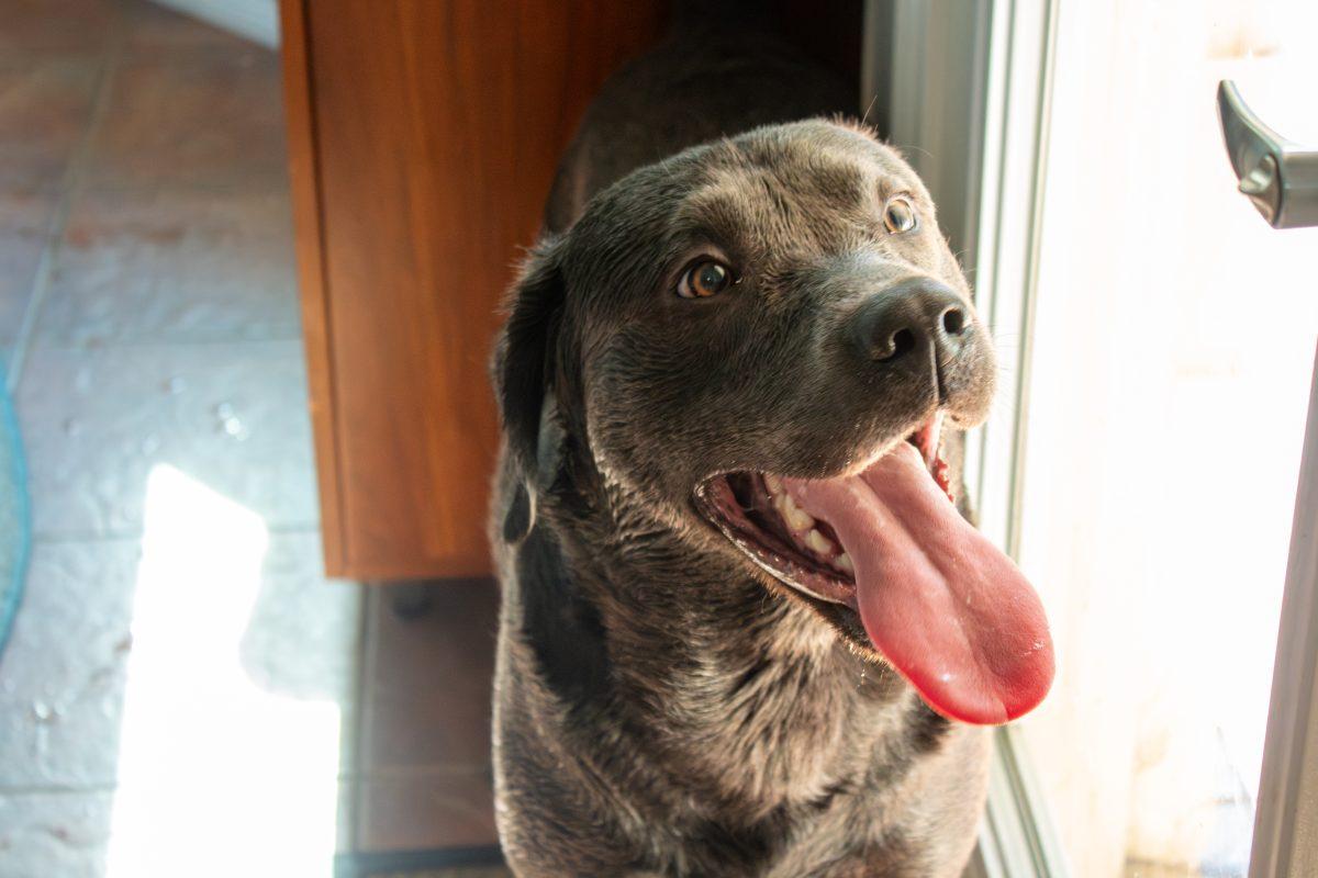 <p>Grayson looks to go back outside to play during a visit to the Mason household on Wednesday, Sept. 20, 2023. </p>