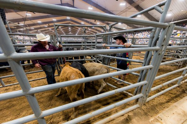 Two rodeo workers herd young steer for the team roping event at the rodeo. (Ishika Samant/The Battalion)