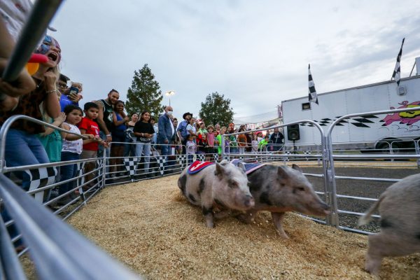 Children cheer on for their chosen pigs during the Swifty Swine races occurring every hour during the Brazos Valley Fair and Rodeo. (Ishika Samant/The Battalion)