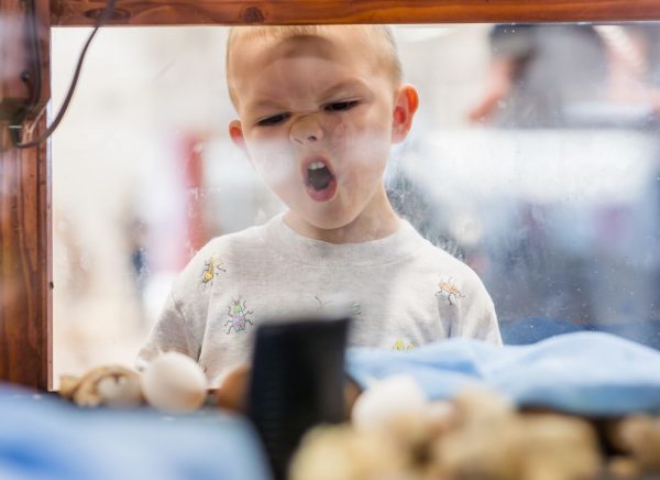 A young fairgoer looks at the hatching chickens in the fair barnyards where farmers showcased their poultry, cattle, sheep, goat and more. (Ishika Samant/The Battalion)