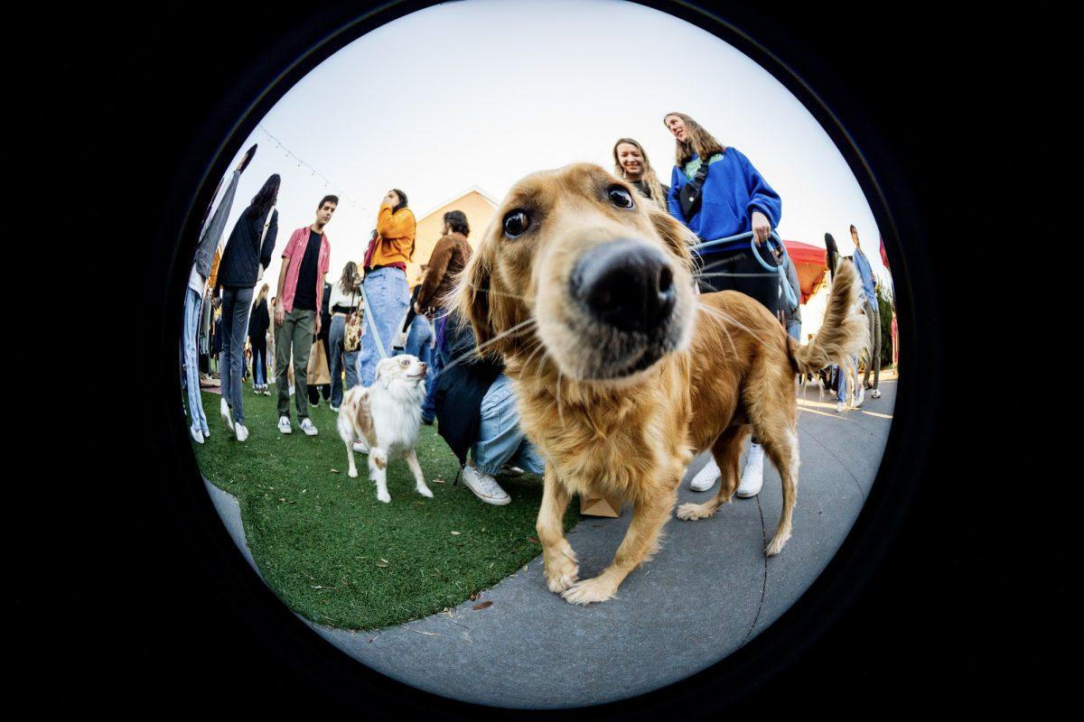 Furry friends explore with their owners at Bygone Vintages Backyard Bash on Saturday, Jan. 2th, 2024, and The Lakewalk.