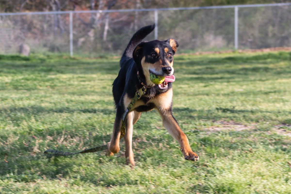 Dog Day Out gives dogs the chance to get some time away from the kennels and go on an adventure for the day. Farley, a Doberman Pinscher mix, plays fetch in the yard at Aggieland Humane Society on Wednesday, March 7, 2024.