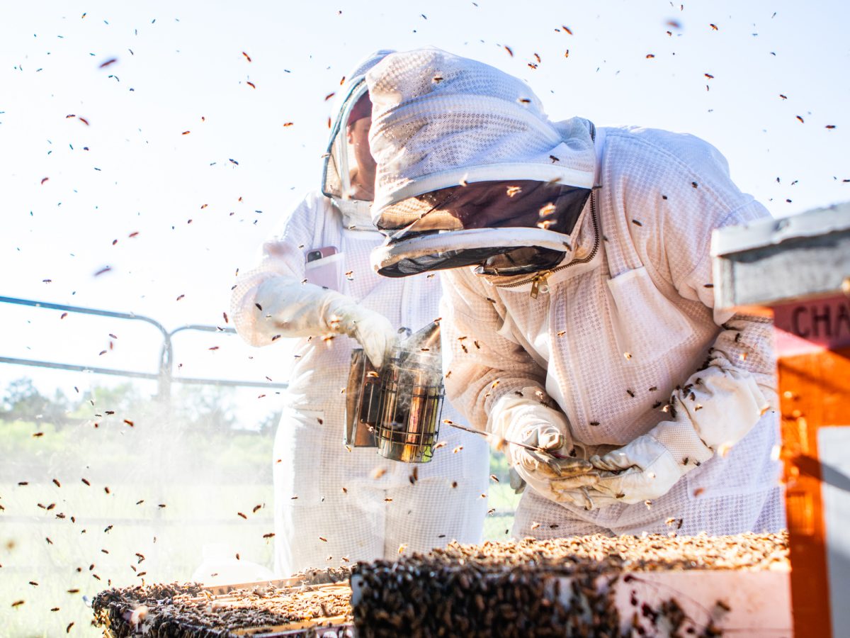 Beekeepers Matt Dittman and wife Shelby check a beehive during a visit on Friday, April 5, 2024. Dittman's day job is at KAMU, where he is the Radio program director. At home, he and his wife are beekeepers.