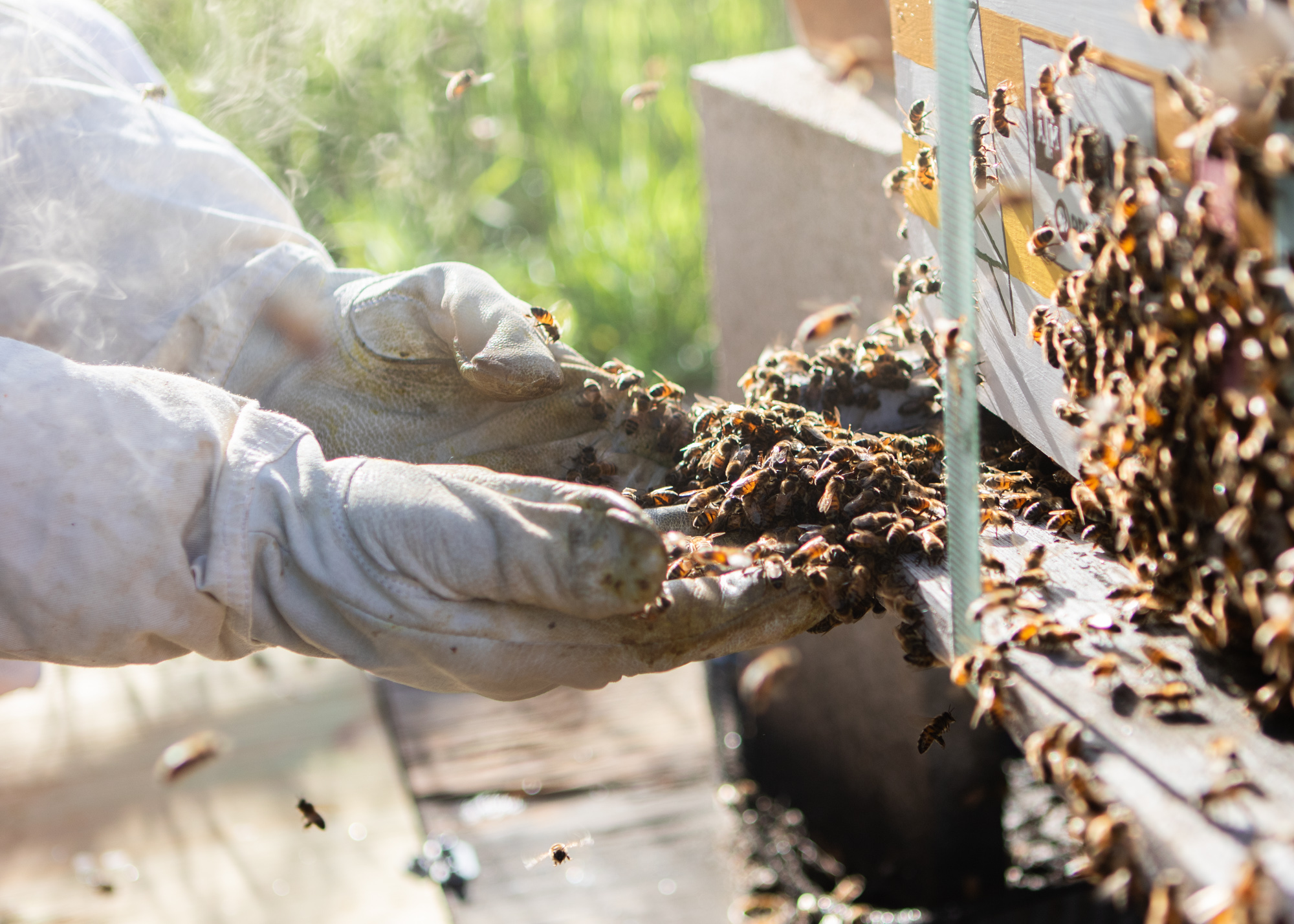 Beekeeper Shelby Dittman scoops bees back into their hive during a visit on Friday, April 5, 2024. (Kyle Heise/The Battalion)