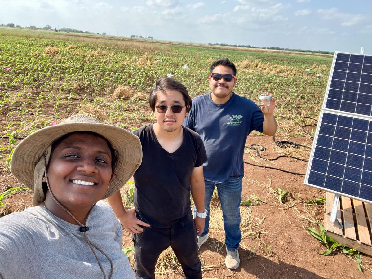 Agronomy graduates Kasun Pathirage, Christopher Gomez Jr. and Noriki Miyanaka conduct research in a field in Lubbock, Texas on Tuesday, June 11, 2024. (Photo courtesy of Lasan Ukwatta Liyanage)