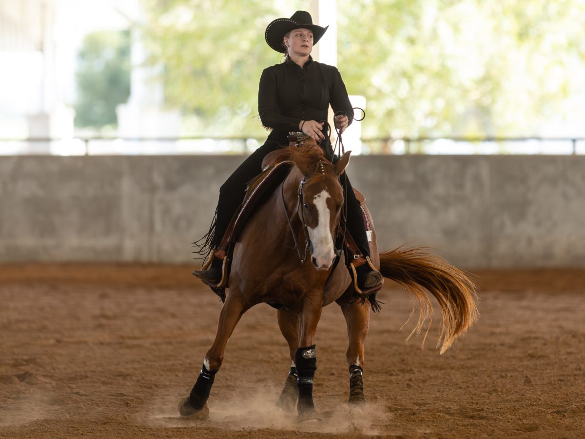 Lauren Hanson begins a turnaround for the reining portion during Texas A&amp;M’s maroon and white scrimmage at the Hildebrand Equine Complex on Sunday, September 15, 2024. (Hannah Harrison/The Battalion)