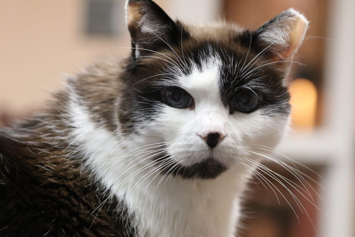 An animal under the care of the Stevenson Animal Center. (Photo courtesy of the Stevenson Animal Center)