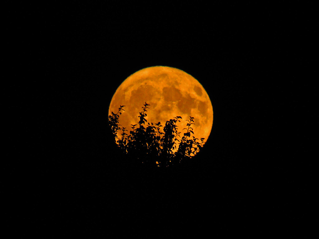 Astronomy and Physics Department hosts International Observe the Moon Night on Simpson Drill Field

"Full Harvest Moon in WA 9/24/18" by Landscapes in The West is marked with Public Domain Mark 1.0. 
