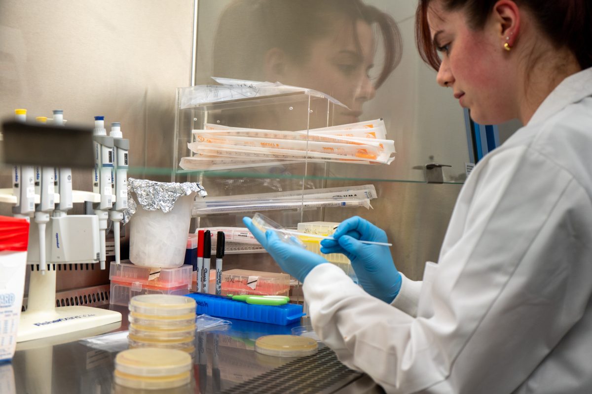 Graduate student Tessa Williams swabs petri dishes at the Veterinary Research Lab on Wednesday, Oct. 2, 2024. (Armani Jones/ The Battalion)