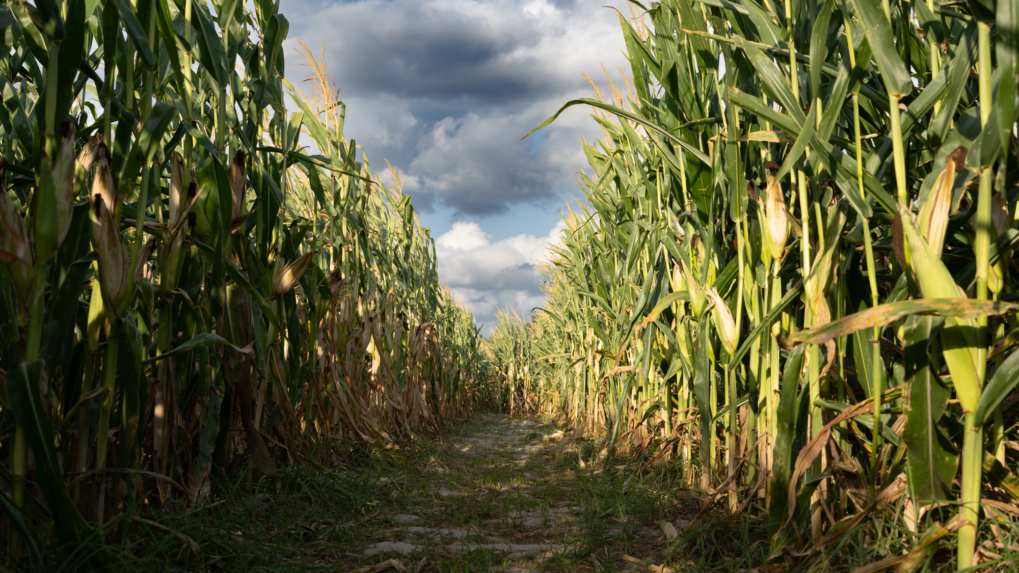 The entrance to the Agronomy Society Corn Maze on Wednesday, Oct. 30, 2024. (Jenna Isbell/The Battalion)