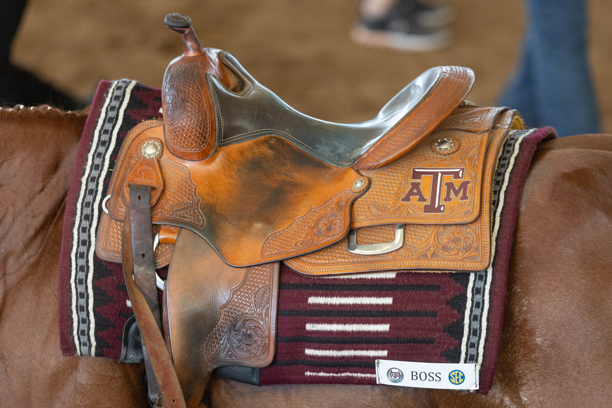 GALLERY: Equestrian vs. South Carolina