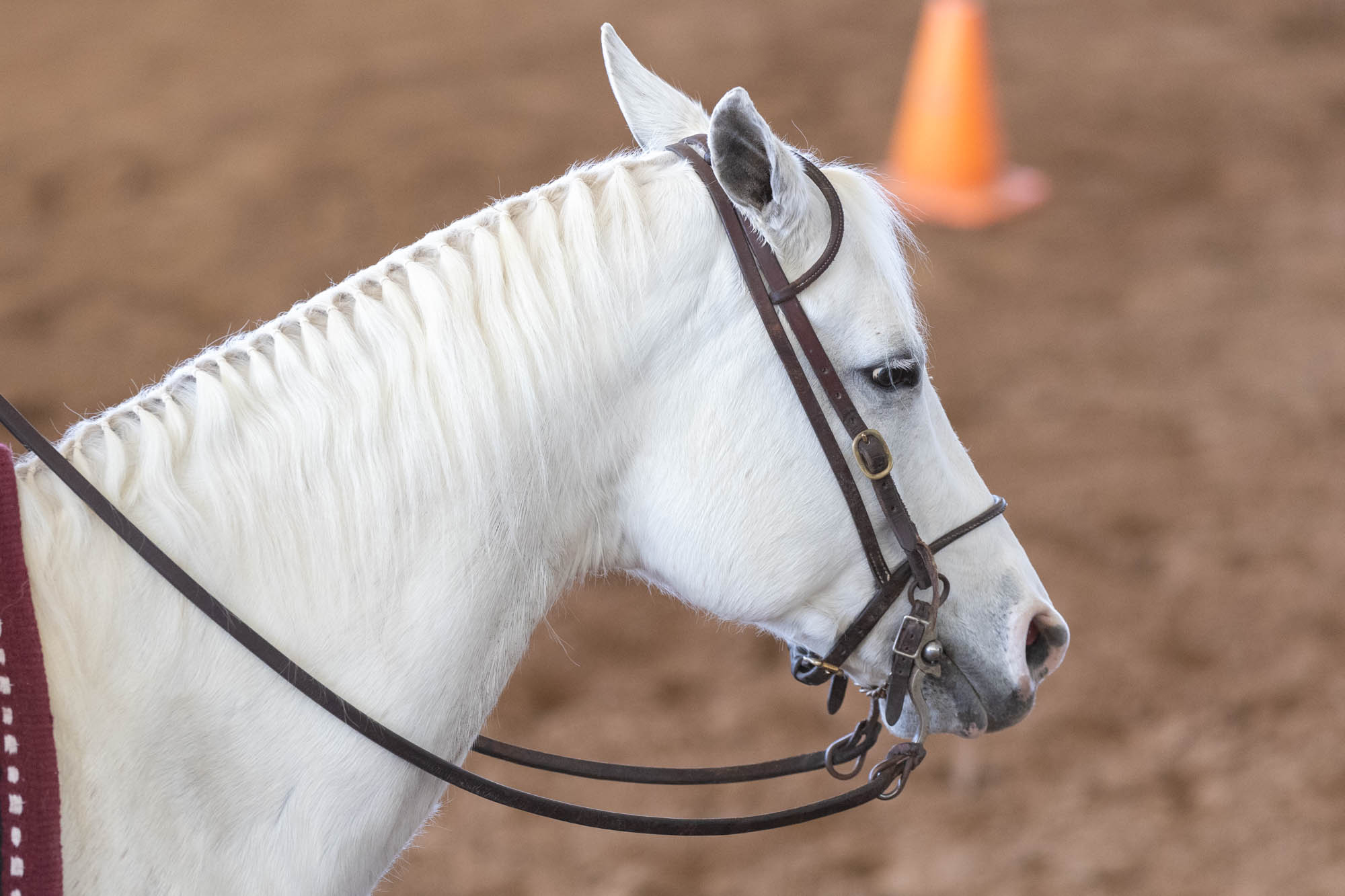 GALLERY: Equestrian vs. South Carolina