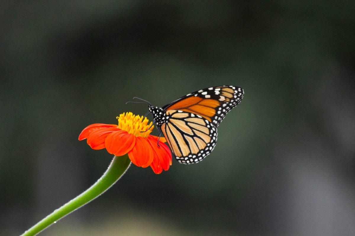 A monarch butterfly feeds on a flower's nectar at The Gardens at Texas A&amp;M University on Thursday, Oct. 31, 2024. (Shlok Bhat/The Battalion)