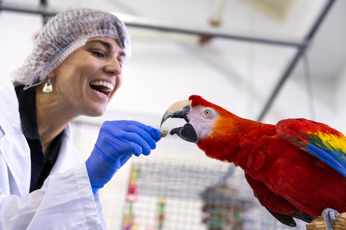 Dr. Sarah A. Hamar, Richard Schubot Endowed Chair and director of the Schubot Exotic Bird Health Center feeds a scarlet macaw at the Schubot Aviary Center on Wednesday, Oct. 2, 2024. (Adriano Espinosa/The Battalion)