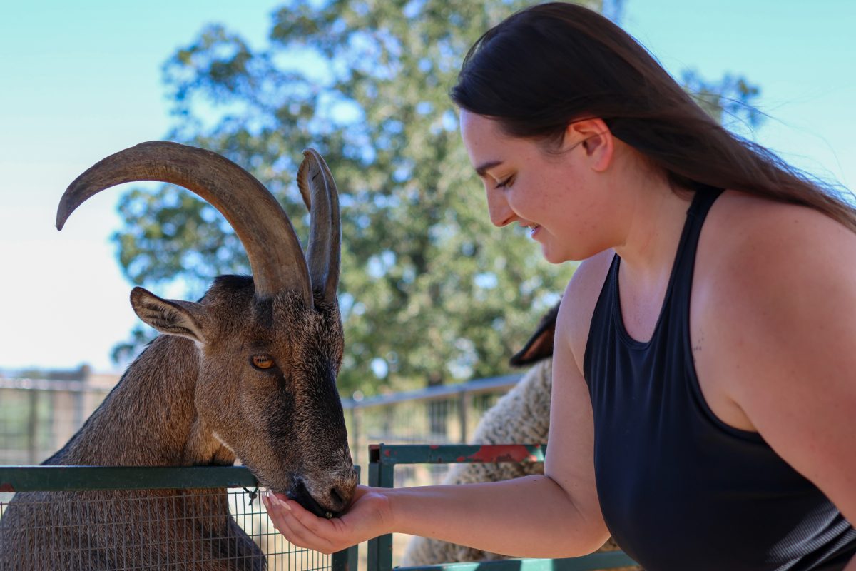 A visitor feeds a goat at the Aggieland Safari on Monday, Nov. 11, 2024 (Lillian Lopez/The Battalion)