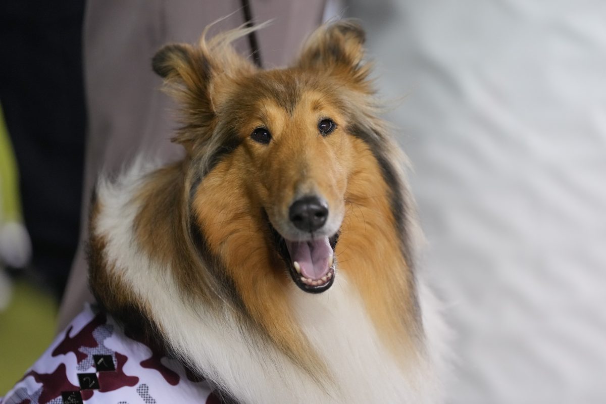 The Queen of Aggieland Reveille X sits on the field during Texas A&amp;M’s game against New Mexico State at Kyle Field on Saturday, Nov. 16, 2024. (Hannah Harrison/The Battalion)