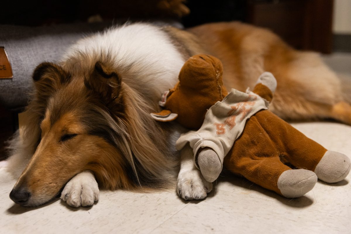 Reveille X and longhorn toy on Saturday, Nov. 16, 2024. (Adriano Espinosa/The Battalion)