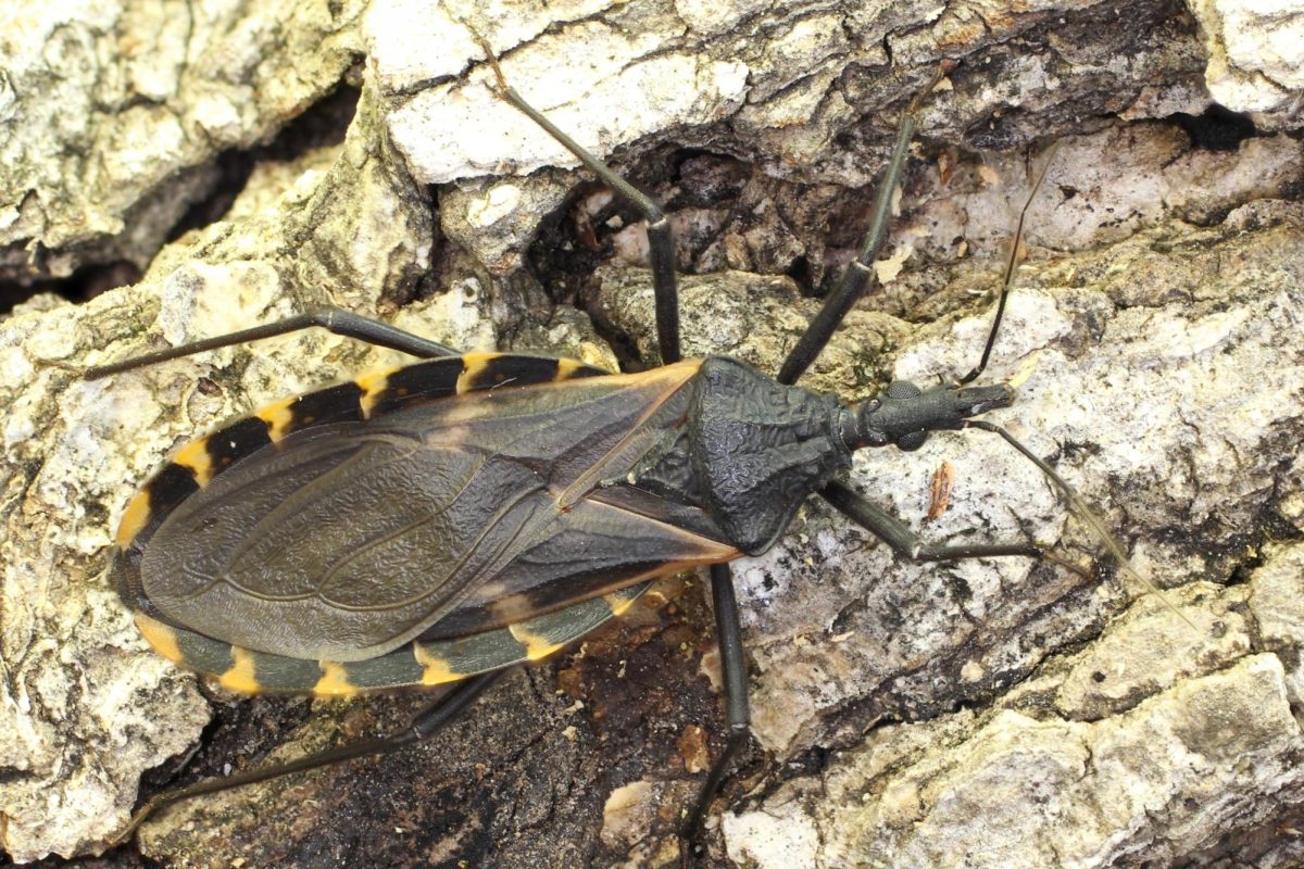 An adult kissing bug. Courtesy of Hamer Laboratory.