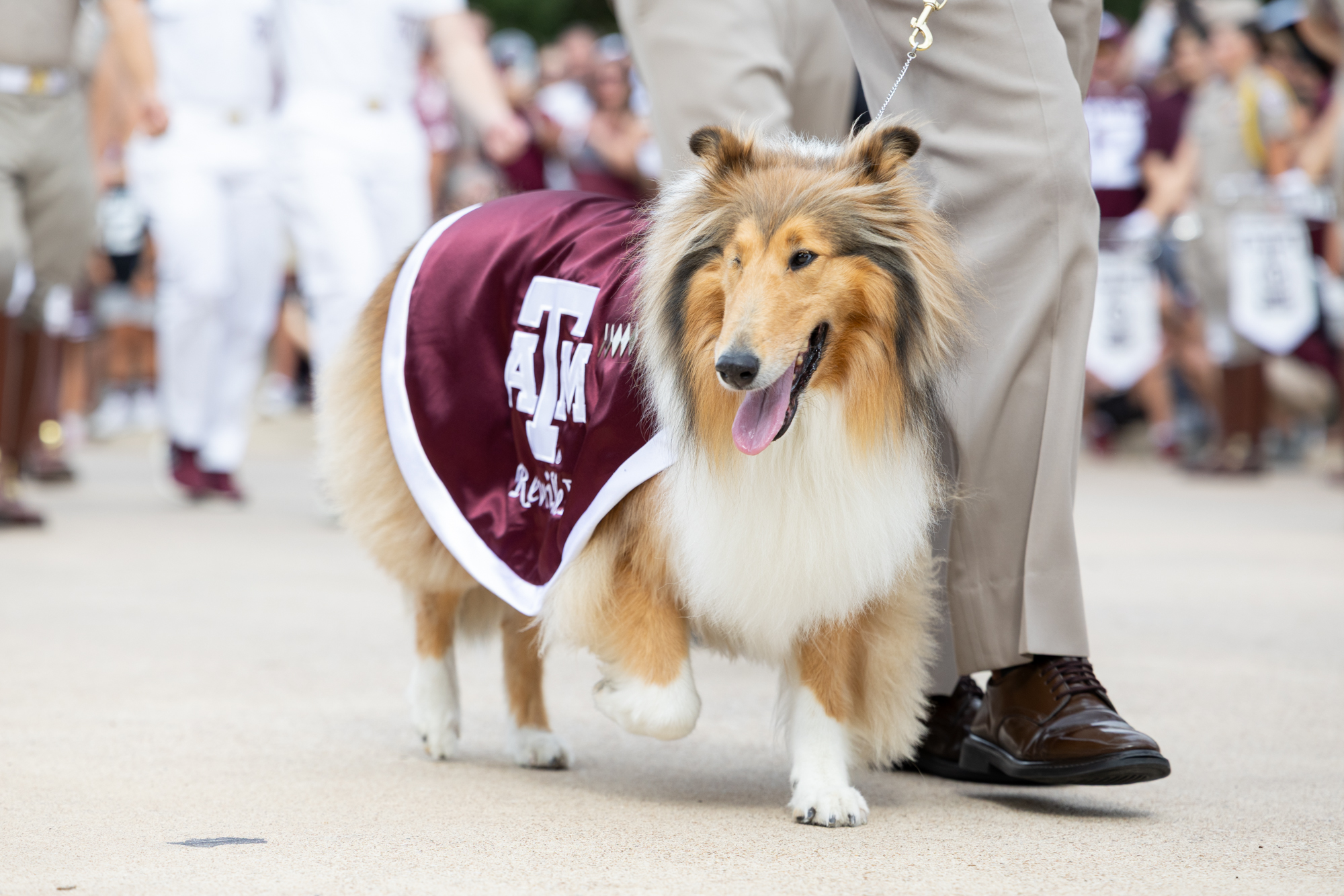 GALLERY: Football vs. UTSA