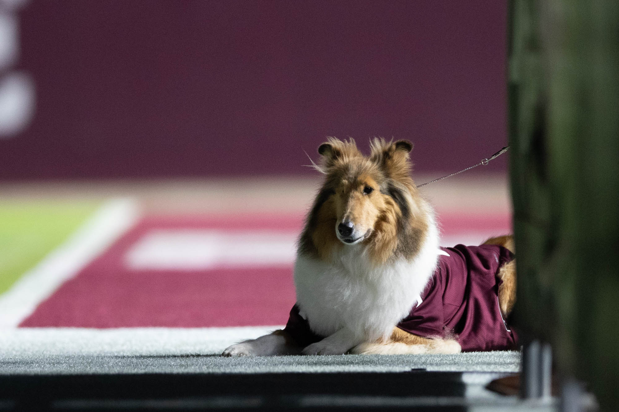 GALLERY: South Carolina Midnight Yell